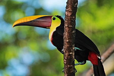 Manuel Antonio Bird-Watching Adventure: Explore Nature's Beauty