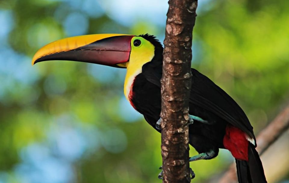 Esquipulas Bird Watching Tour in Costa Rica Rainforest