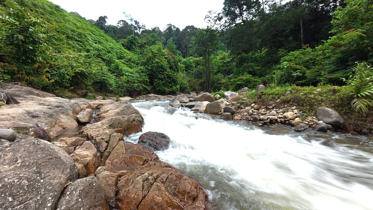 A pristine jungle river with clear, rushing water flowing over moss-covered rocks, framed by verdant green trees and dense tropical.
