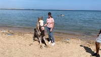 Premium 2 Hours Horse Riding, Desert Trail & Sea Beach - Hurghada 7