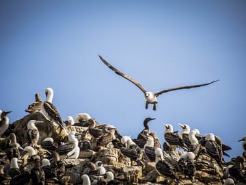15-Day Cultural and Nature Tour of Arequipa, Colca, and Cusco