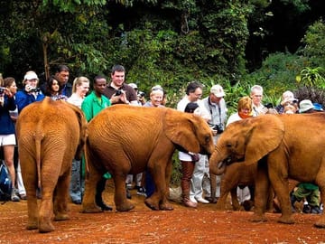 David Sheldrick Elephant Orphanage