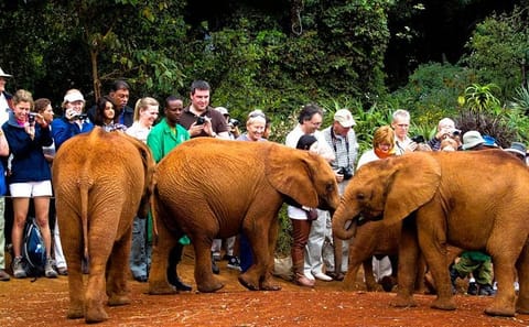 Nairobi Day Tour: Giraffe Center, Elephant Orphanage & Kazuri Beads