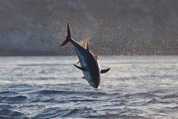 Fishing Half Day Boat Trip Tangier