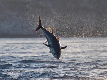 Fishing Half Day Boat Trip Tangier