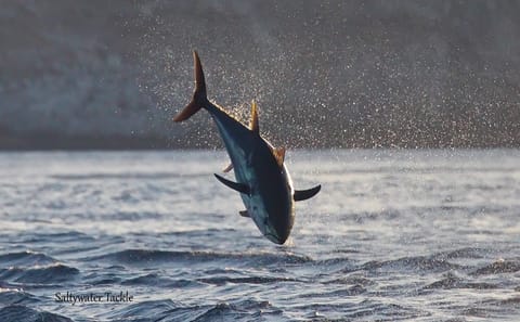 Fishing Half Day Boat Trip Tangier
