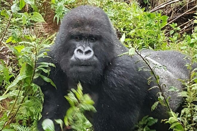 Gorrila