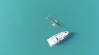 Akureyri Express Whales & Eyjafjord 6