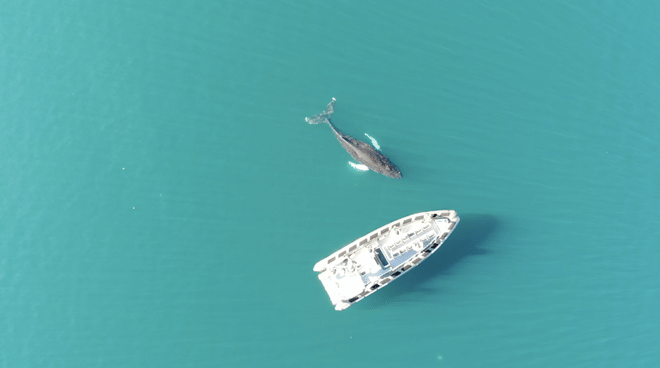 Akureyri Express Whales & Eyjafjord 6