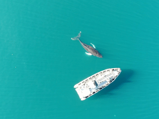 Akureyri Express Whales & Eyjafjord, photo 6