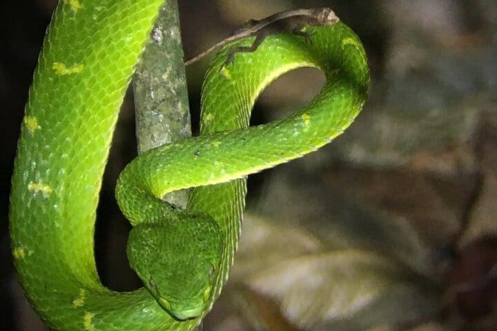 Private Night Walk tour