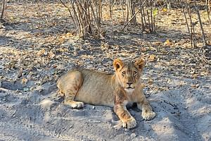 Beyond the Falls – Discover Victoria Falls’ Hidden Safari Gem