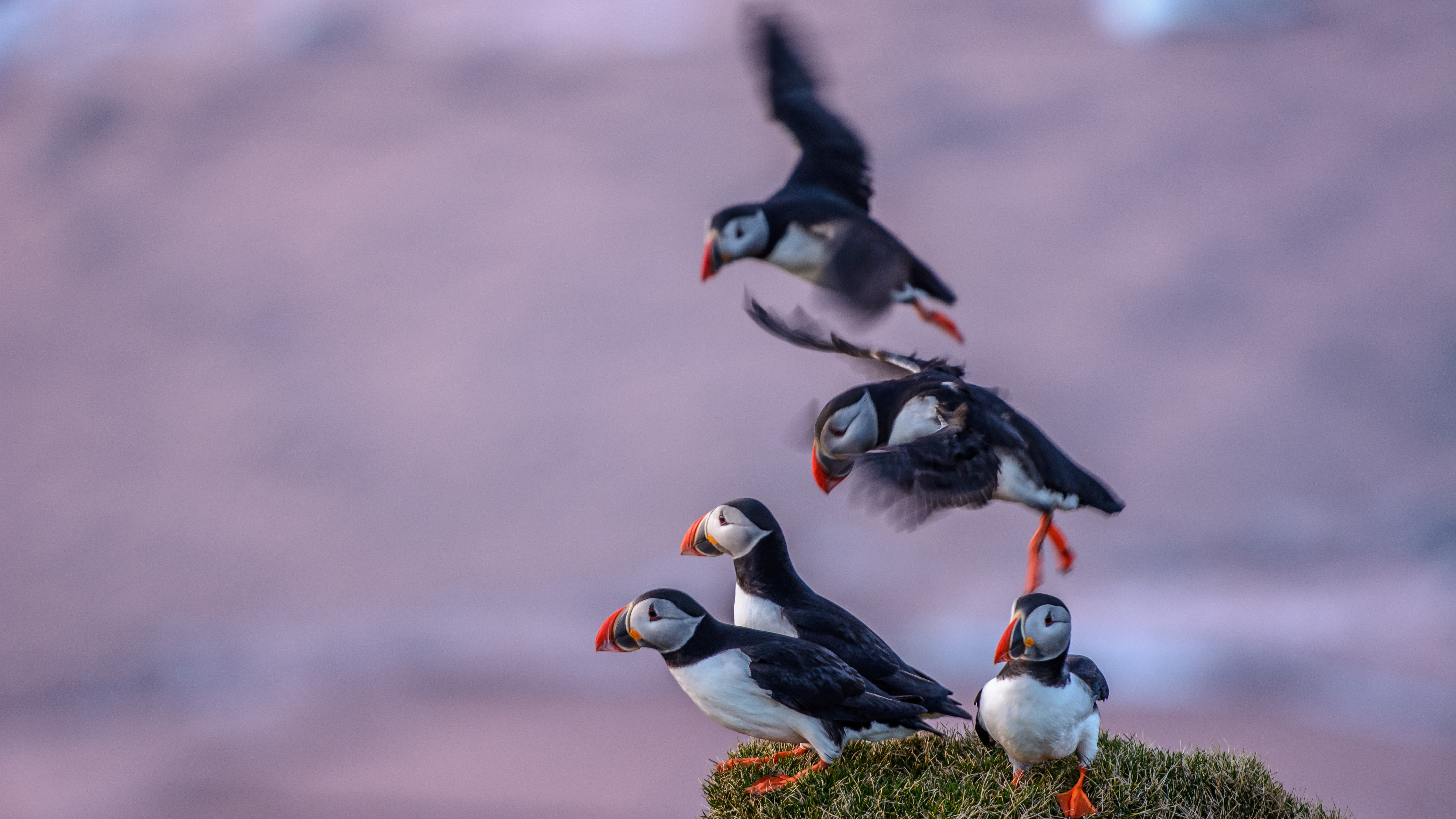 Puffins in the spring light