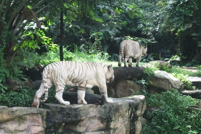 White Tigers of Singapore Zoo