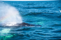 Whale blowing water from its blowhole in Icelandic waters