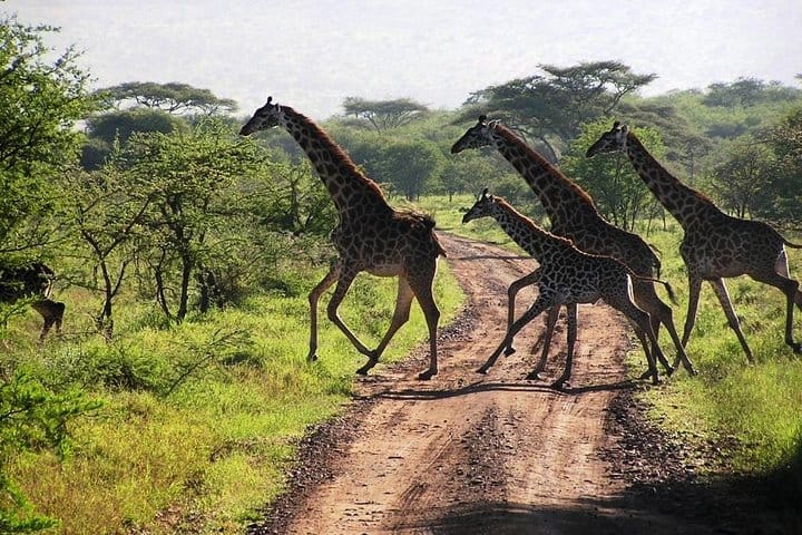 Masai mara