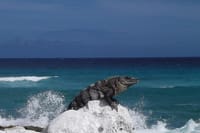 Cozumel Snorkeling Adventure full day Tour 9