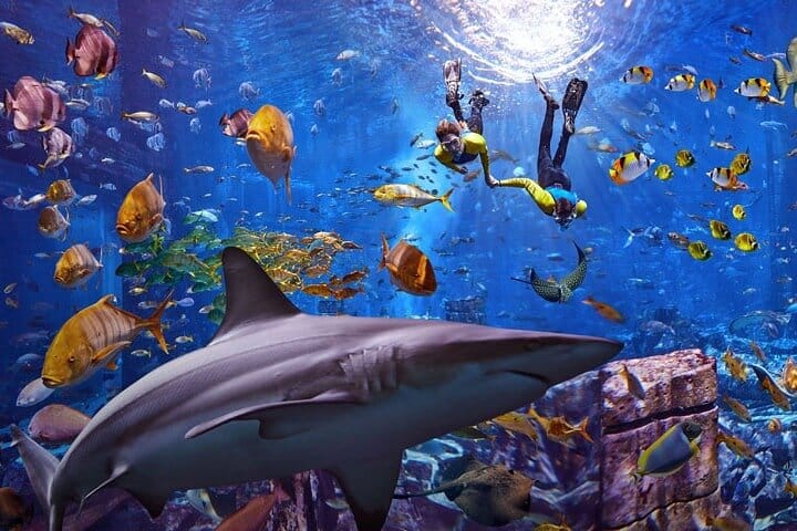 Atlantis -Lost-Chambers Aquarium- in Dubai