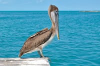 Paradise Islands Tour: Isla Contoy and Isla Mujeres 7