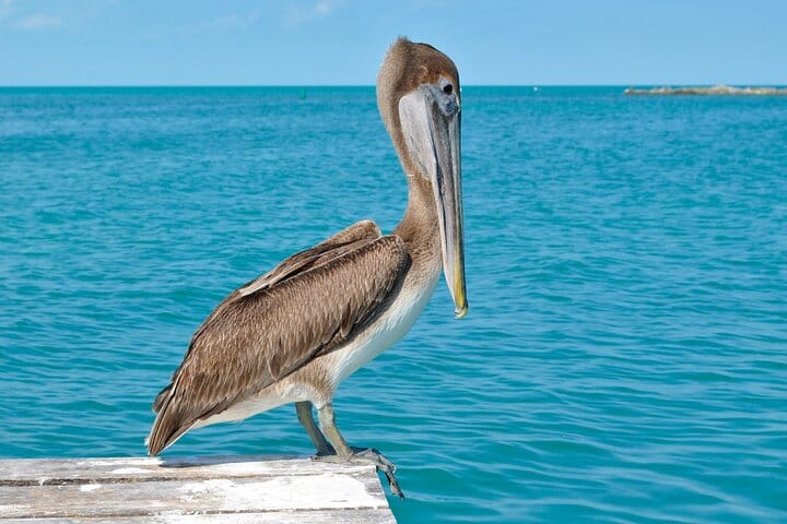 Paradise Islands Tour: Isla Contoy and Isla Mujeres 7