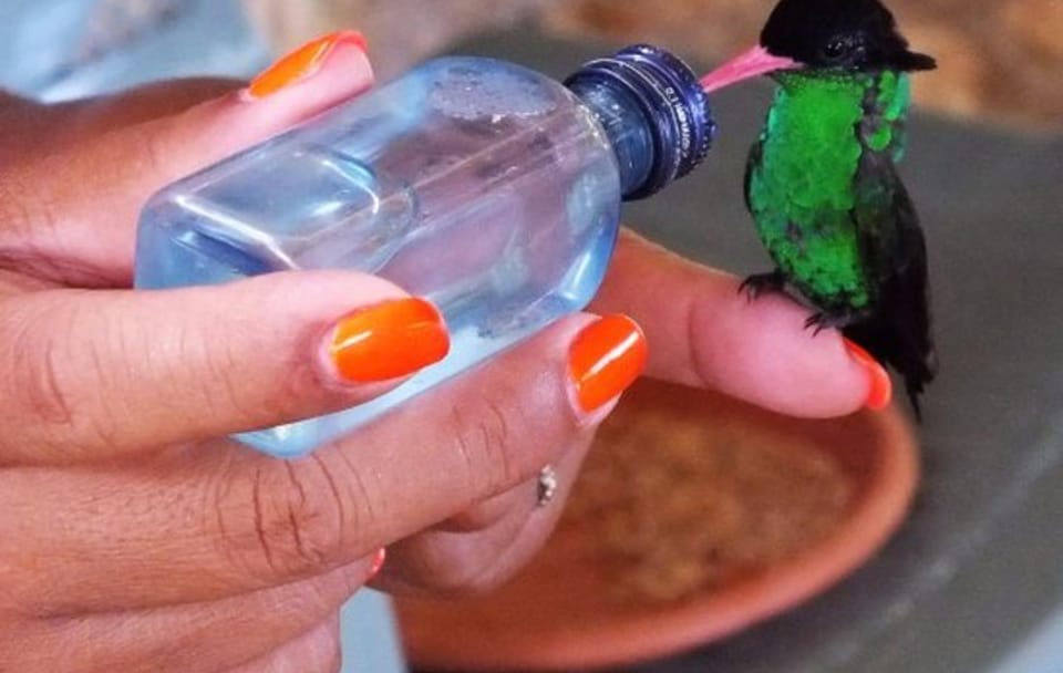 Birdwatching at Rocklands Sanctuary and Montego Bay Highlights