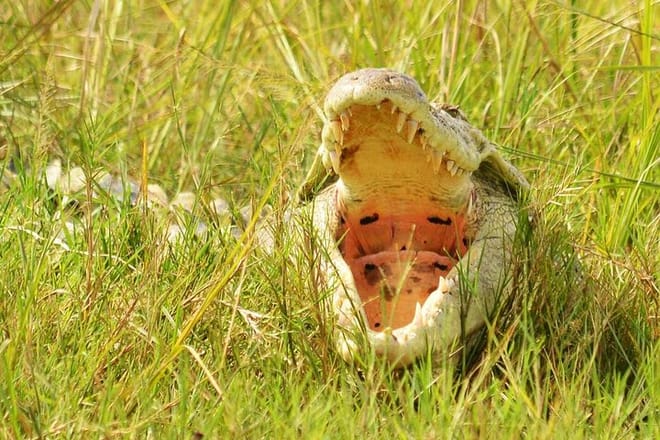 7-Day Lake Mburo Wildlife Experience photo 4