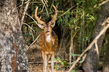 Wildlife Safari Tour in Bandhavgarh, Kanha, Pench & Tadoba