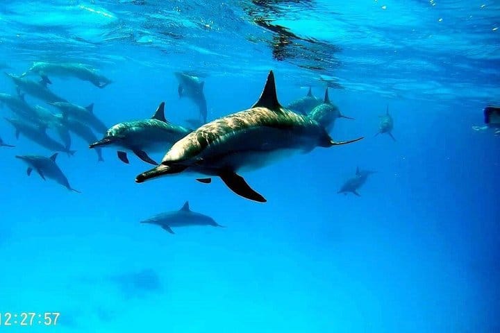 Swim with Dolphins – VIP Snorkeling & Water Sports – Hurghada