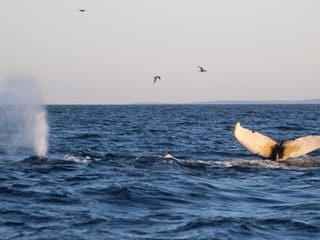 Reykjavík Premium Whale Watching, photo 19