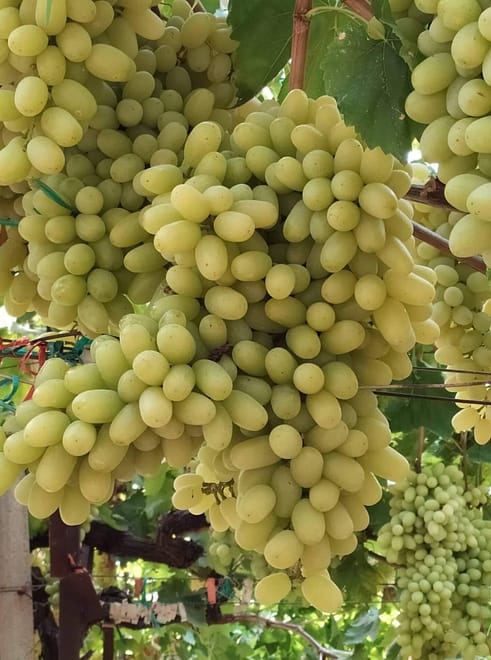 Experience the Minoan grapes at a local vineyard 2