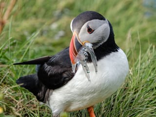 Seyðisfjörður: Puffins, Reindeer & Eastfjords Tour, photo 14