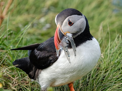 Seyðisfjörður: Puffins, Reindeer & Eastfjords Tour, photo 14