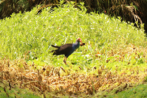 The Mekong: From River Life to Wild Wetlands