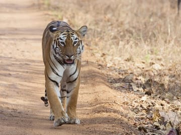 Bangalore to Bandipur National Park with Mysore Highlights Tour