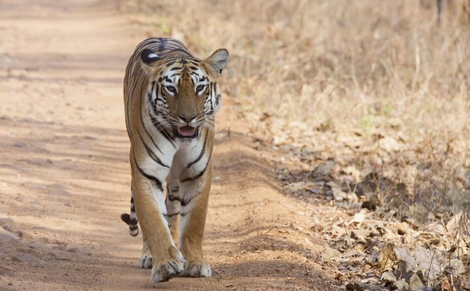 Bangalore to Bandipur National Park with Mysore Highlights Tour