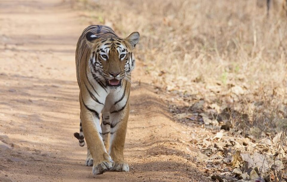Bangalore to Bandipur National Park with Mysore Highlights Tour