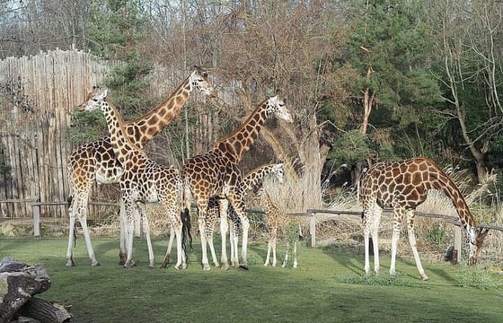 Giraffe Center Karen Blixen Museum and Bomas Cultural Dance Show
