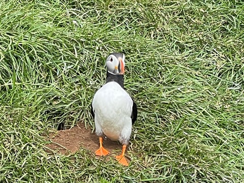 puffin