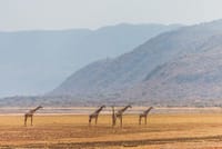 3-Day Tanzania Group Joining Safari 6