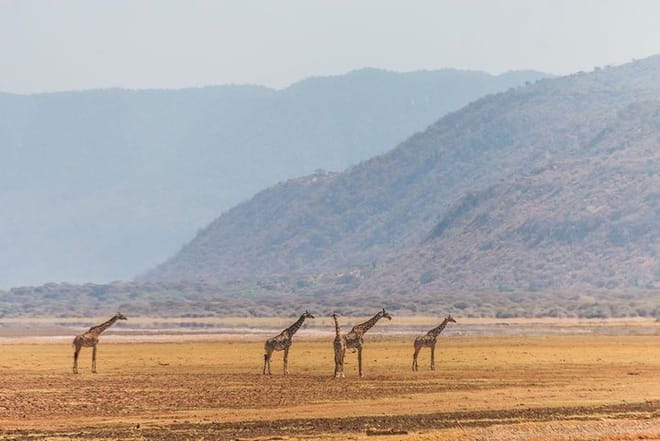 3-Day Tanzania Group Joining Safari 6
