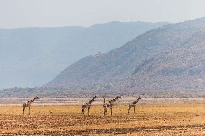 3-Day Tanzania Group Joining Safari 6