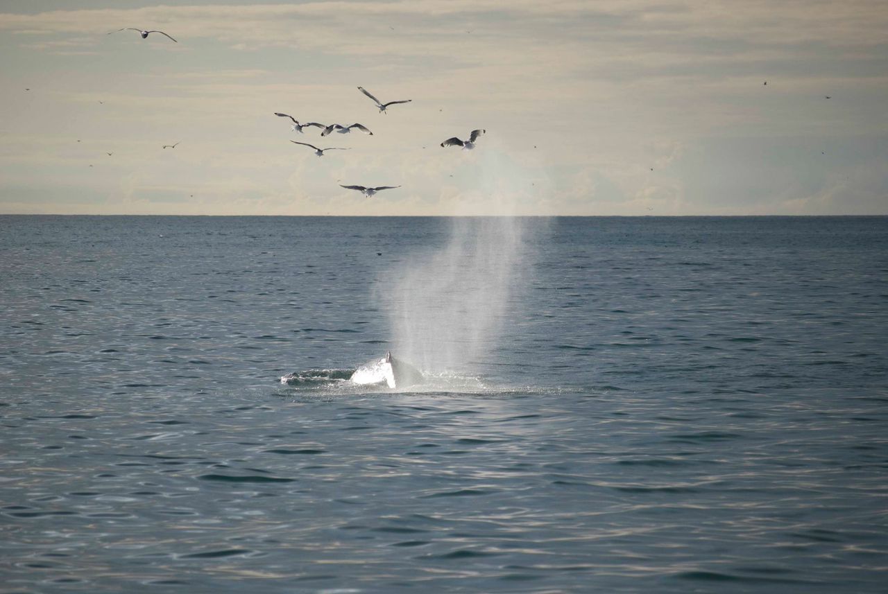 Reykjavík Whales & Horses