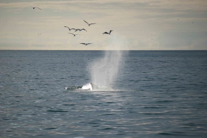 Reykjavík Whales & Horses