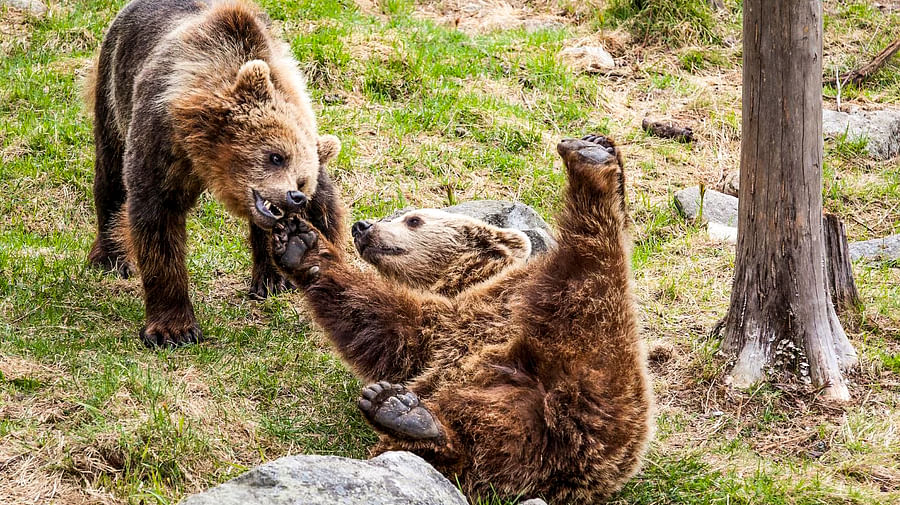 Brown bears in Ranua Wildlife Park