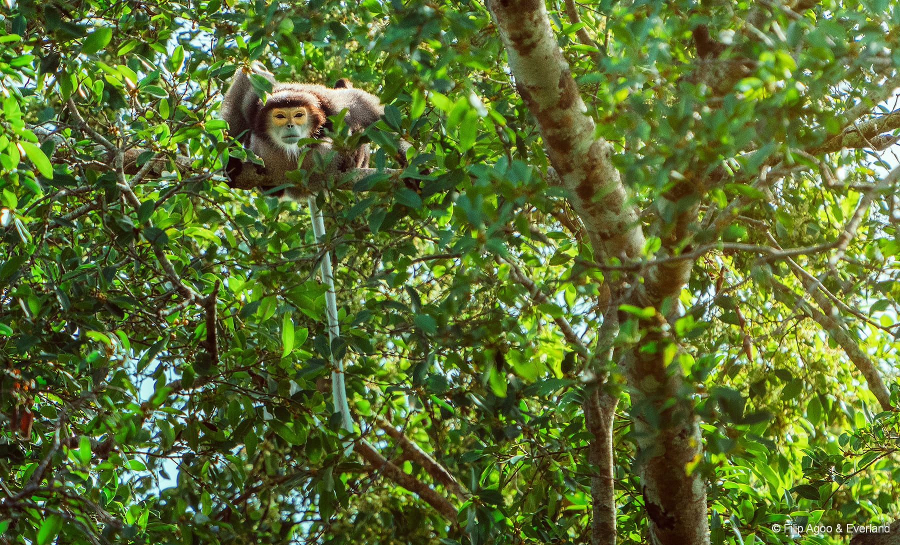 Critically endangered Black-shanked douc langur spotted and photographed in the canopies.