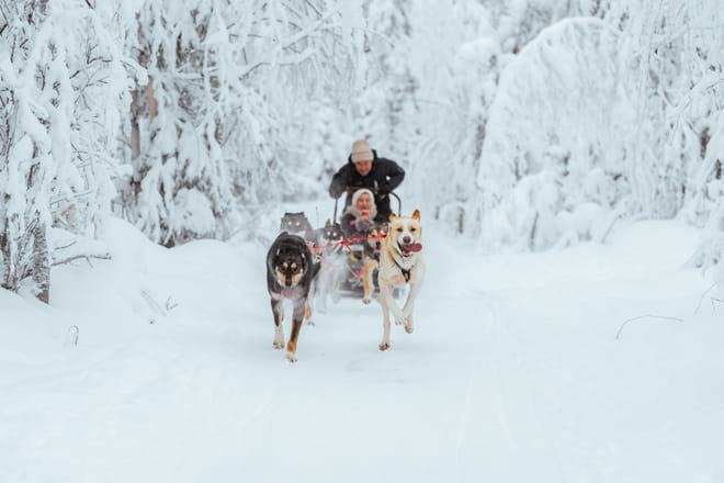 Rovaniemi: Insider 10 km Husky Self‑Drive Adventure