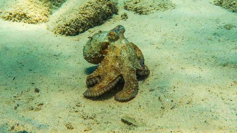An octopus in its natural enviromment