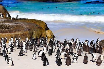 Cape of Good Hope and Penguins Half Day Tour