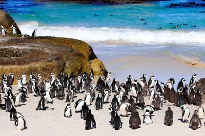 Cape of Good Hope and Penguins Half Day Tour