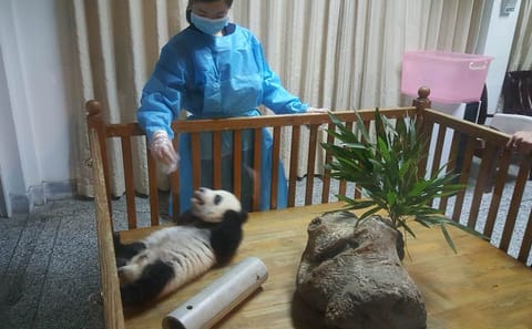 Chengdu Panda Mt. Emei and Giant Buddha and Tea Plantation 3 Days